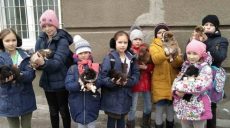 Неизвестный подкинул девятерых щенков к харьковской школе (фото)