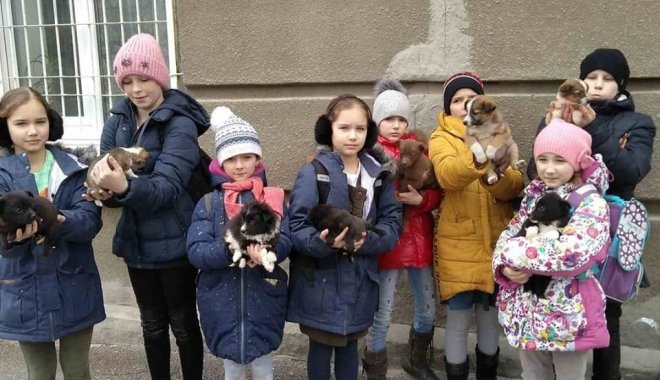 Неизвестный подкинул девятерых щенков к харьковской школе (фото)