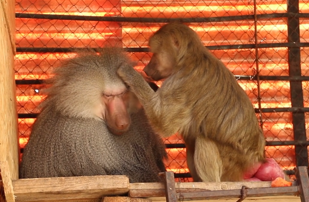 У Харківському зоопарку мешкають закохані тварини (відео)