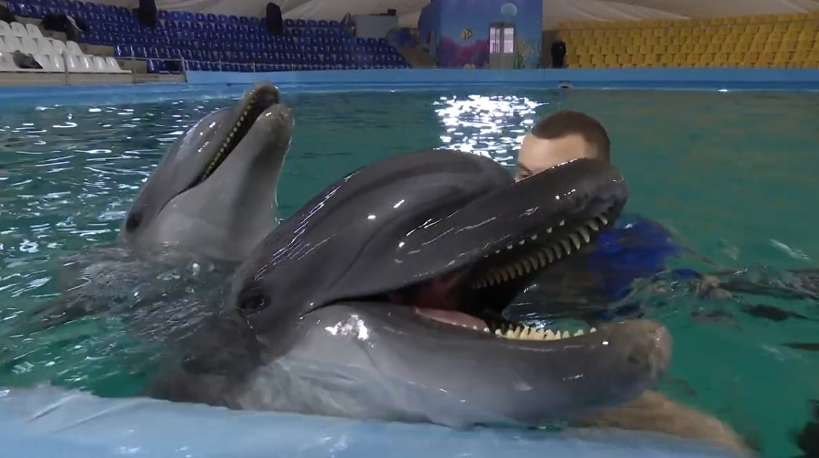 Бійці, які втратили кінцівки, реабілітуються у Харкові за допомогою дельфінів (відео)