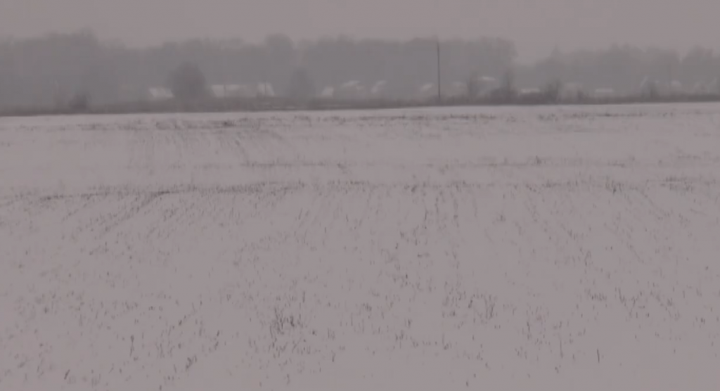 Аномальна зима в Україні: чого чекати харківським фермерам (відео)