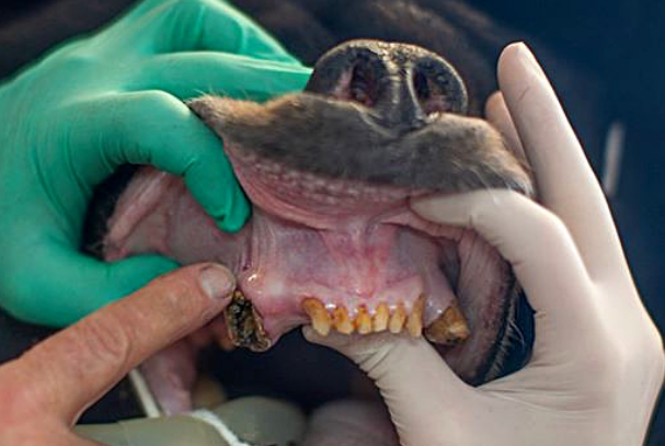 Стоматологи в США прооперували зуби чорного ведмедя