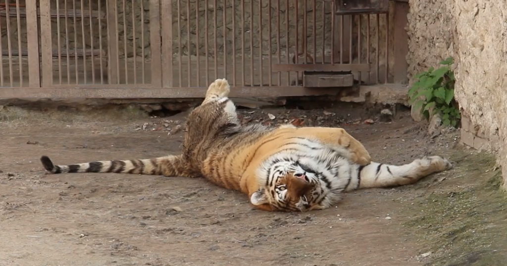 У Харківському зоопарку відзначили Всесвітній день сну (відео)