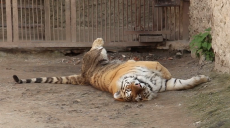 У Харківському зоопарку відзначили Всесвітній день сну (відео)
