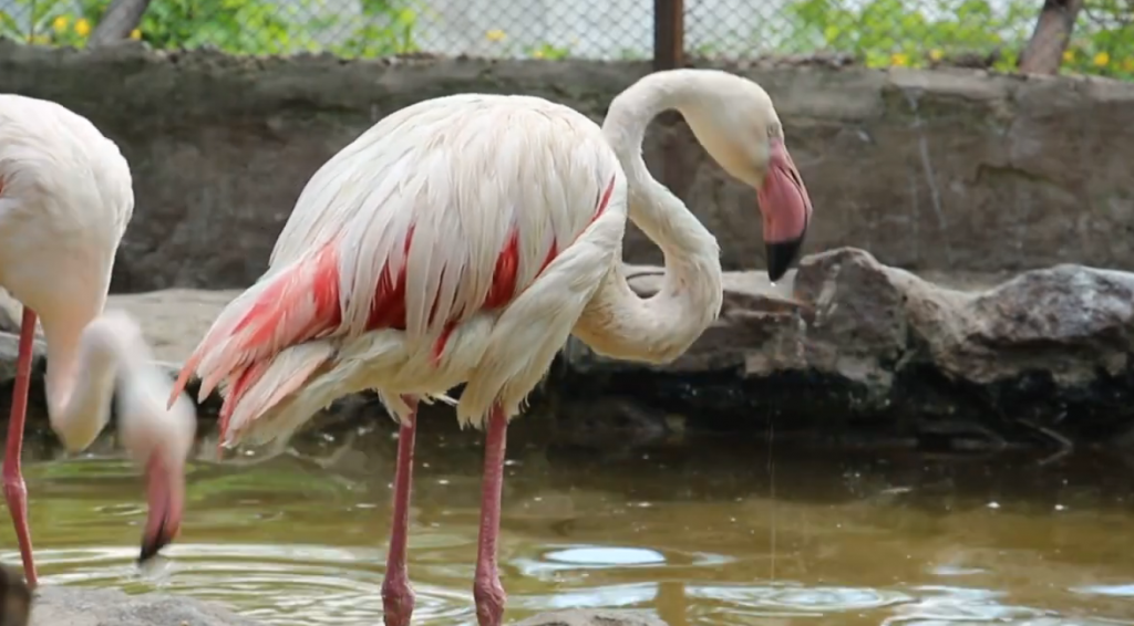 У Харківському зоопарку розповіли, як звірі дотримуються правил особистої гігієни (відео)