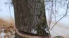 На Дергачівщині оголошено підозру двом нелегальним лісорубам