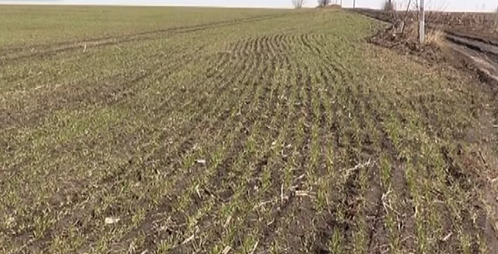 Через сприятливу погоду посівну на Харківщині розпочали раніше (відео)