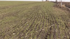 Через сприятливу погоду посівну на Харківщині розпочали раніше (відео)