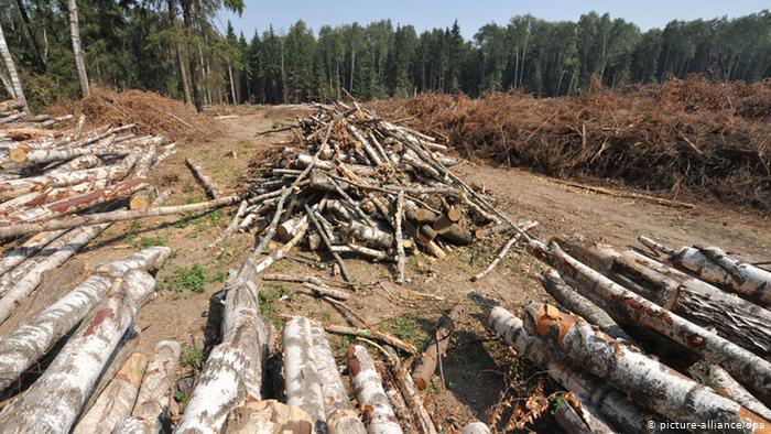Харьковские лесники «не заметили» как в лесхозе вырубили 620 деревьев