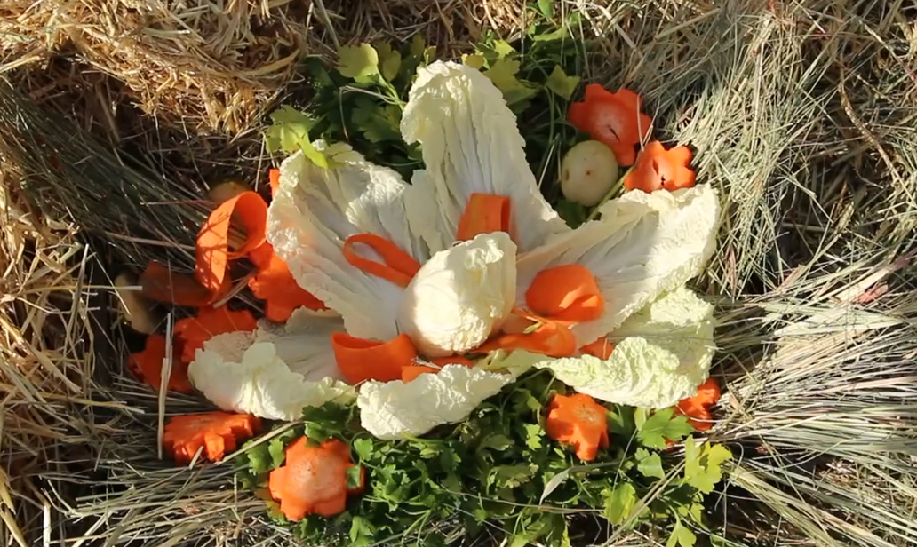 Букет із капусти та квітка з баранячої ноги: у зоопарку Харкова відзначили жіночий день (відео)