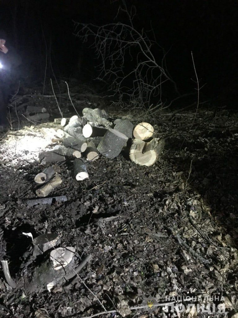 В Харькове незаконно срубили деревья (фото)