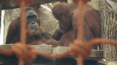 Орангутану Жорі з Харківського зоопарку виповнилося 13 років (відео)