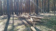 Карантин не мешает селянам Харьковщины незаконно рубить лес