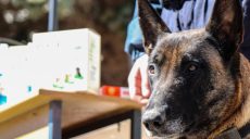 Домашние животные без лекарств не останутся: ветклиники будут работать