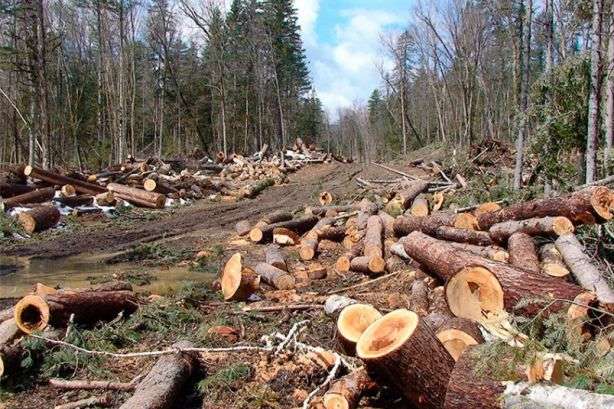 Запущено сайт з контролю за вирубкою лісу