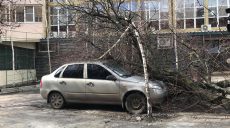 В Харькове дерево упало на машину (фото)