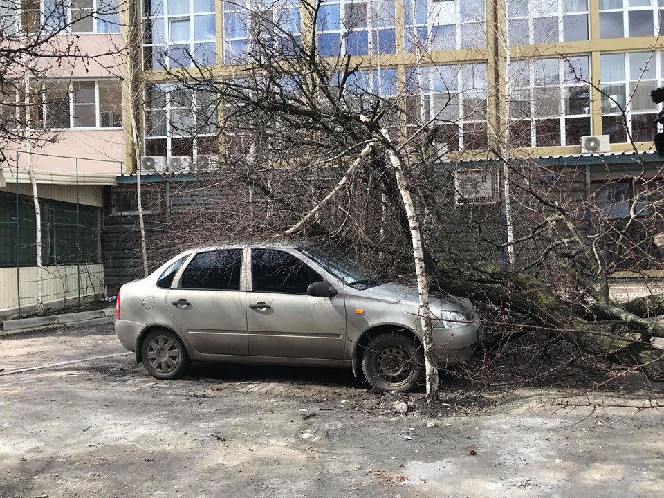 В Харькове дерево упало на машину (фото)