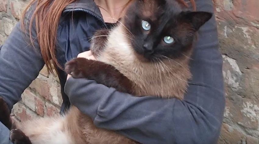 Стрілянина на Салтівці: один кіт загинув, двоє — на лікуванні (відео)