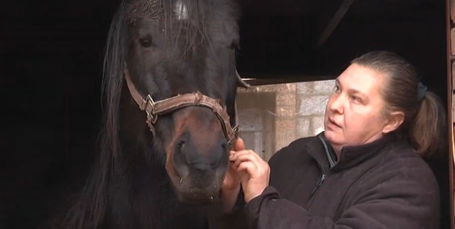 На Харківщині поліція розшукує викрадачів коней (відео)