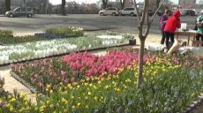 Вперше у березні: у Харкові просто неба відкрилася виставка квітів (відео)