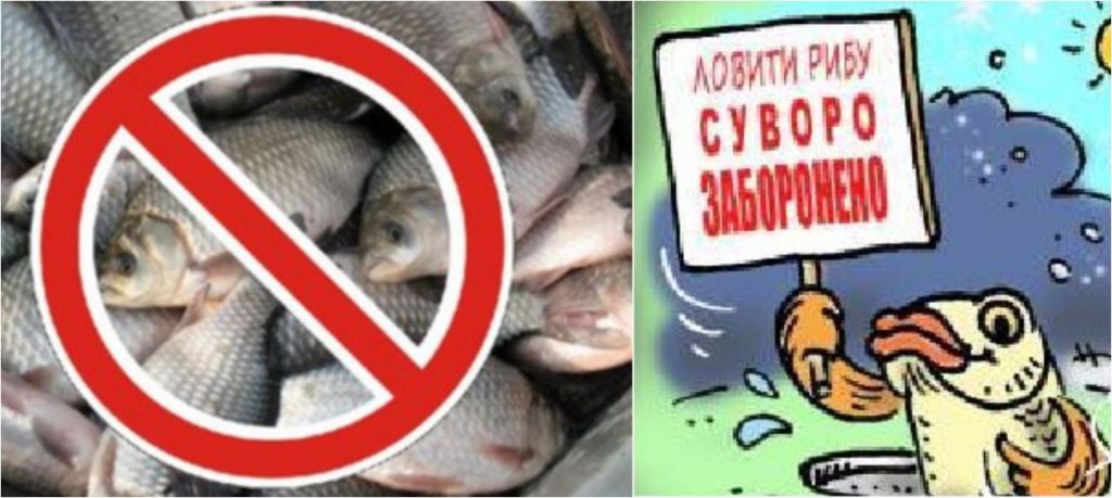 З 1 квітня заборонено промисловий вилов риби та раків у зв’язку з періодом нересту