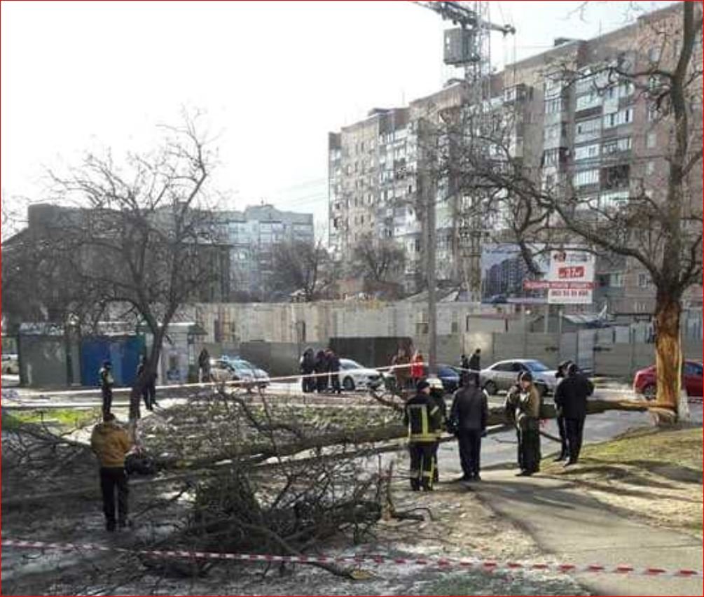 Смертельний випадок: харків’янина вбило деревом (фото, відео)