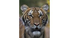 Вперше на COVID19 захворіла дика тварина — тигриця у зоопарку Нью-Йорка