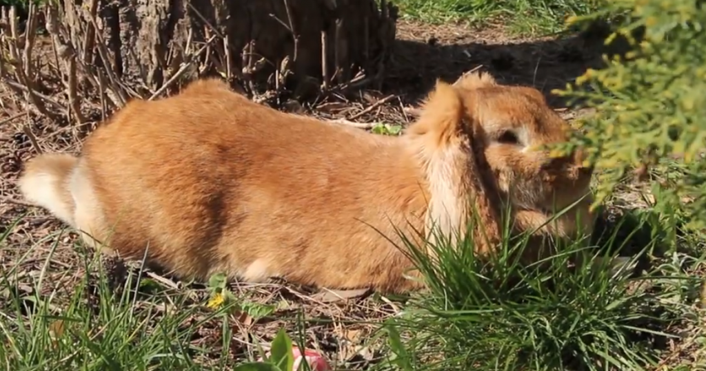 У Харківському зоопарку пояснили, чому кролики вважаються символом Великодня (відео)