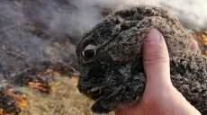 Горение сухостоя в Харькове навредило животным (фото)