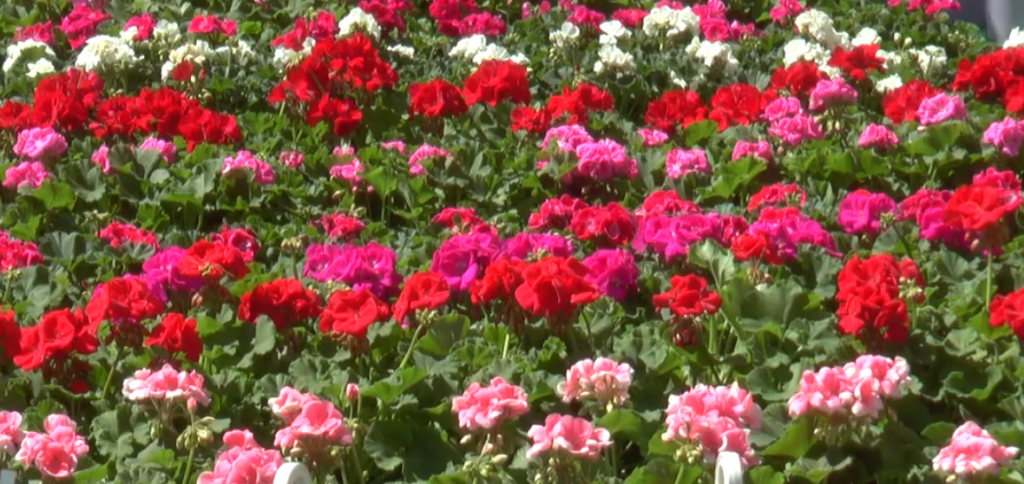 Тисячі квітів: харківським лікарням зробили незвичний подарунок (відео)