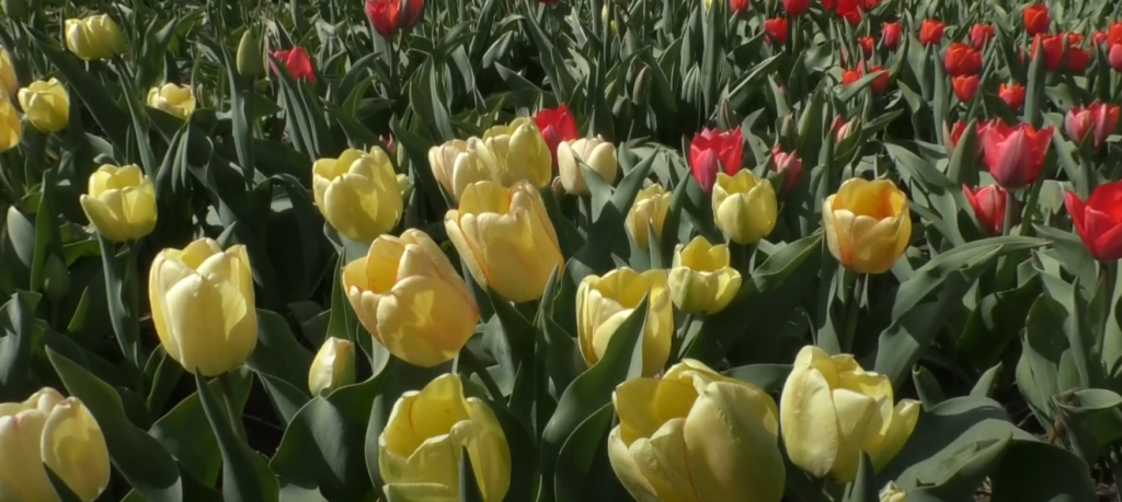 Більше 300 сортів тюльпанів квітнуть в Харківському ботсаду (відео)