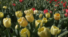 Більше 300 сортів тюльпанів квітнуть в Харківському ботсаду (відео)