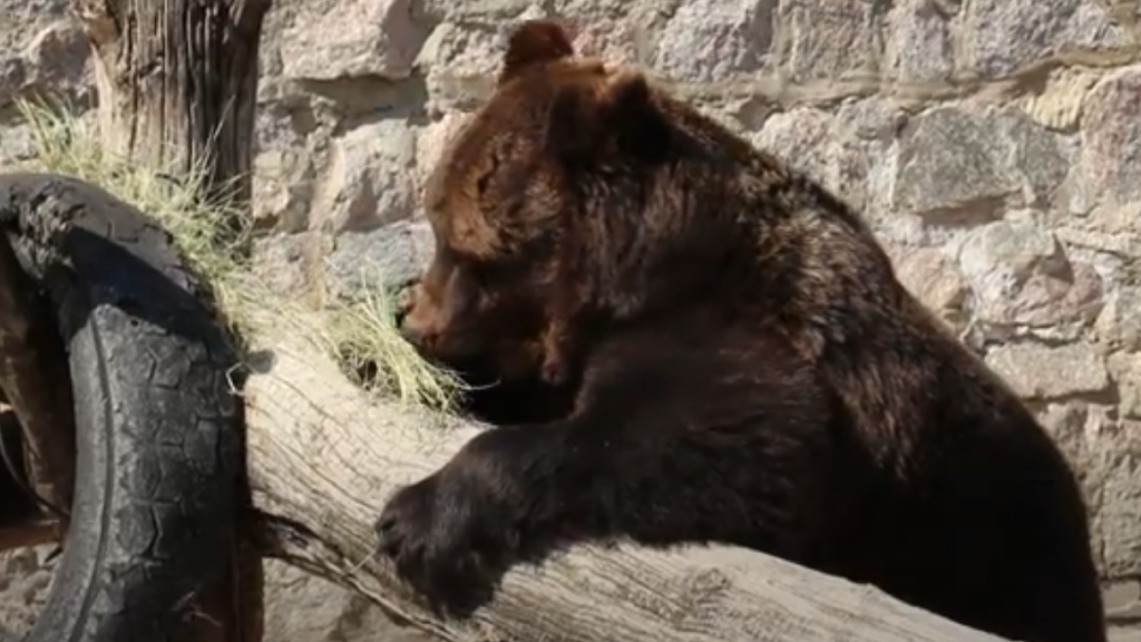 У Харківському зоопарку пояснили, чому ведмеді пізно пробудилися зі сплячки (відео)