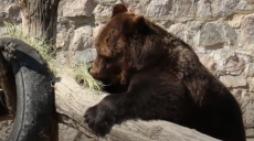 У Харківському зоопарку пояснили, чому ведмеді пізно пробудилися зі сплячки (відео)