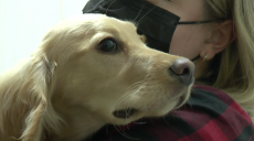 Побиття спанієля у Харкові: ветеринари не дають прогнозів (відео)