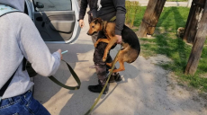 З «квартирного» притулку для собак тварин вилучено (фото, відео)