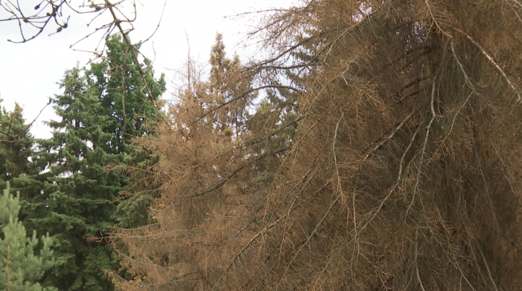 В ботаническом саду Харькова прокомментировали массовую вырубку деревьев (фото)