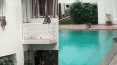 Як розважаються мавпочки (відео)