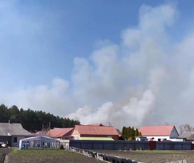 Сосник у Циркунах палав 8 годин, перш ніж його загасили