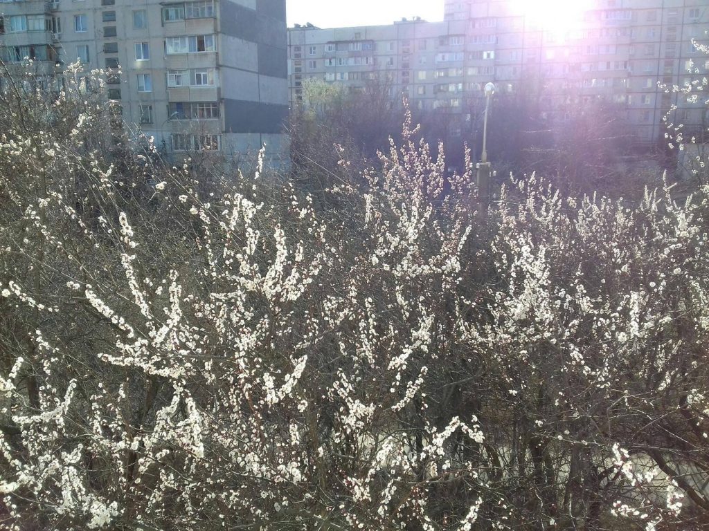 В  Харькове появились  белоснежные  цветы (фото)