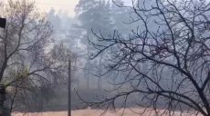 Пожар в Григоровском бору был потушен спасателями (фото)