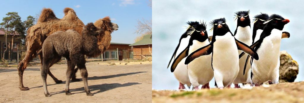 Скільки коштують»африканське сафарі» та вольєри для пінгвінів?