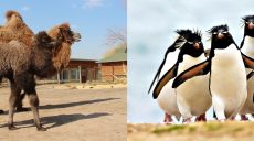 Скільки коштують»африканське сафарі» та вольєри для пінгвінів?