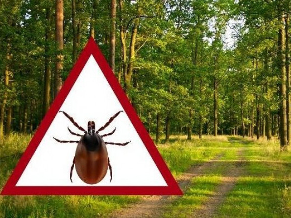 На Харківщині оприлюднили статистику щодо хвороби Лайма