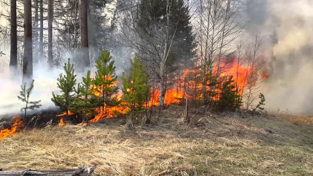 На Харьковщине горит 10 га леса