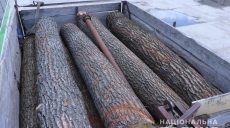 Незаконный лесоруб, увидев полицию, бросил грузовик и сбежал