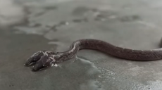 Індія: на сході країни знайдено двоголову змію (відео)