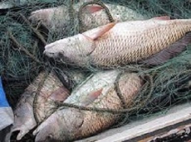 На рынках Харьковщины пресекают незаконную продажу рыбы