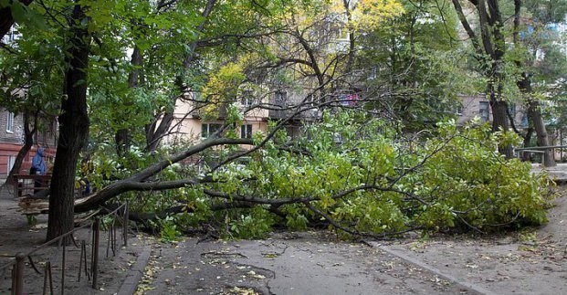 Ночью в Харькове из-за сильного ветра упали 12 деревьев