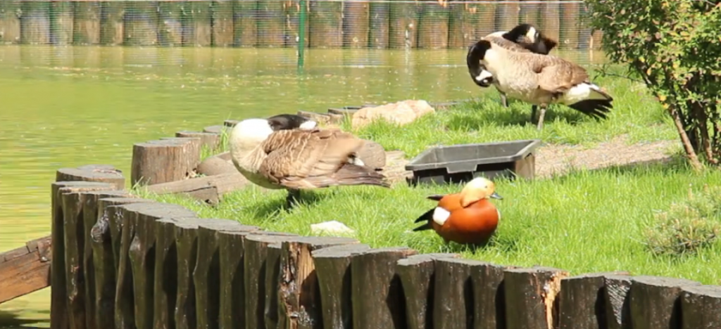 Казарок, огарів та білих лебедей привезли до Харківського парку Горького (відео)